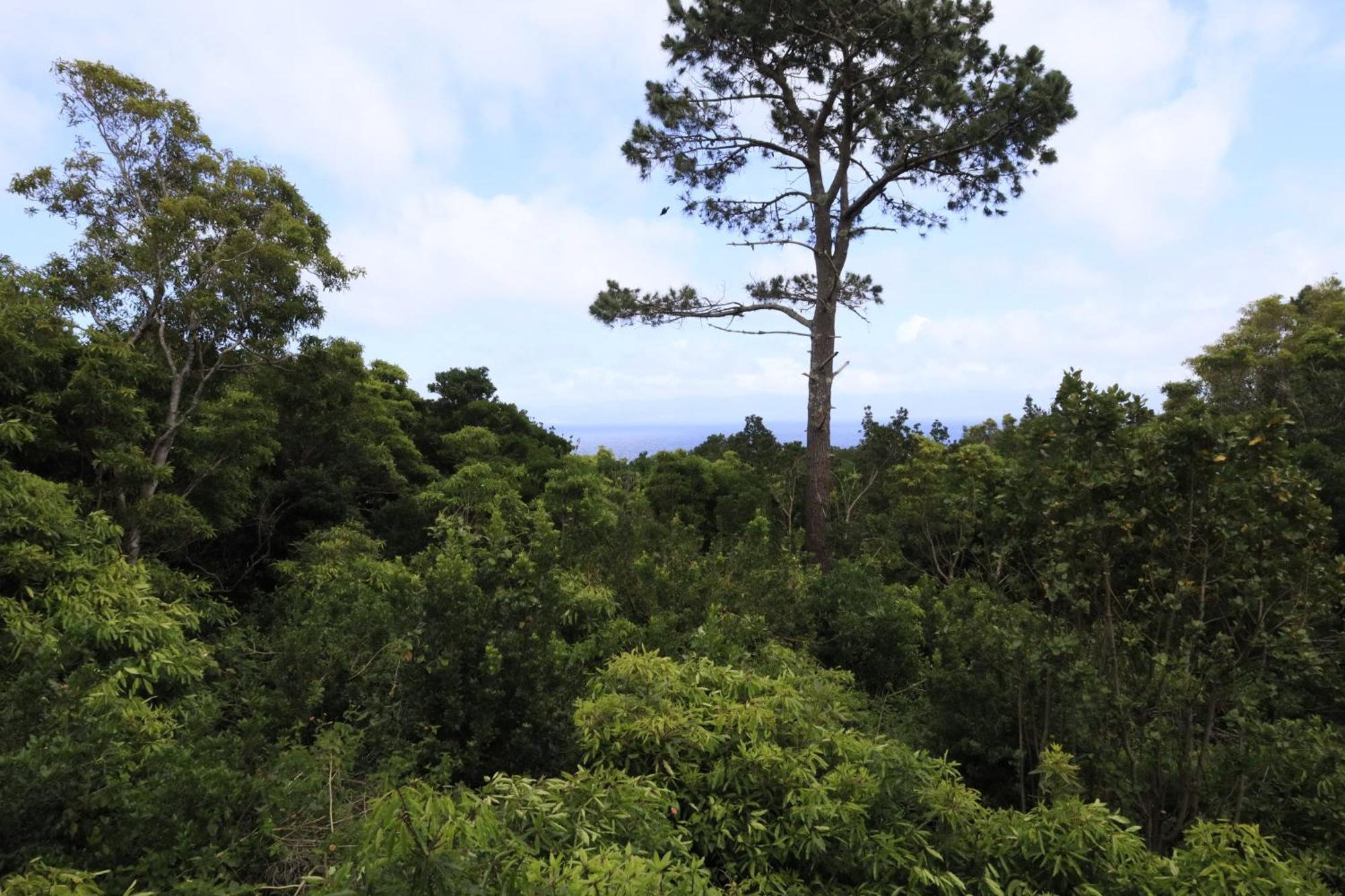 Casas Do Caminho Novo São Roque do Pico Εξωτερικό φωτογραφία